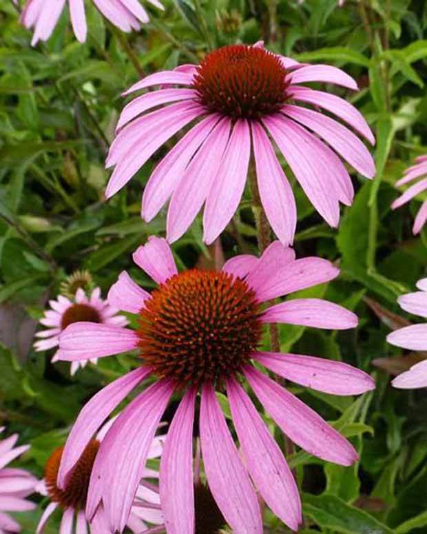 Echinacée Baby Swan Pink - Fleurs vivaces - Echinacea purpurea Baby Swan Pink