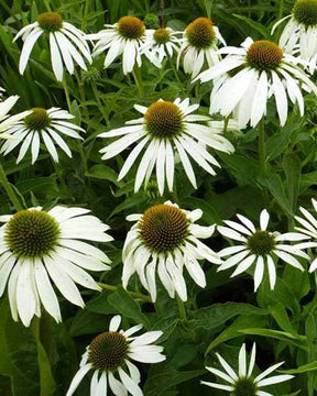 Rudbeckia pourpre Baby Swan White - Echinacea - Fleurs vivaces - Echinacea purpurea Baby Swan White