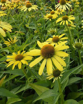 Echinacée Cleopatra - Fleurs vivaces - Echinacea Cleopatra