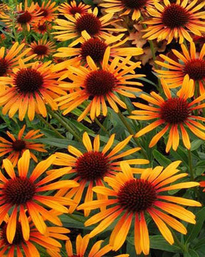 Echinacée pourpre Flame Thrower - Fleurs vivaces - Echinacea purpurea Flame Thrower