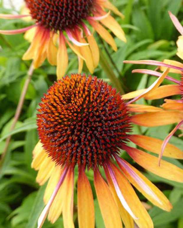 Rudbeckia pourpre Funky Yellow - Echinacea - Fleurs vivaces - Echinacea purpurea Funky Yellow