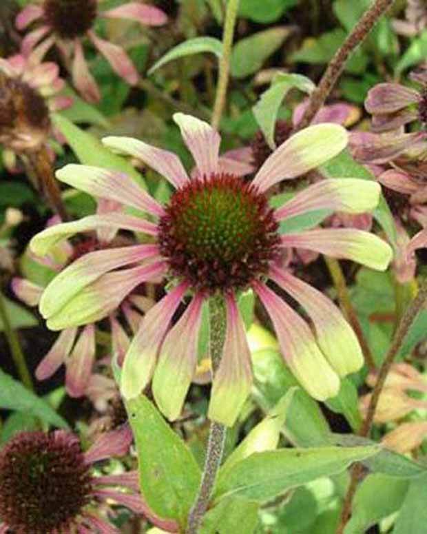 Rudbeckia pourpre Green Envy - Echinacea - Fleurs vivaces - Echinacea purpurea Green Envy