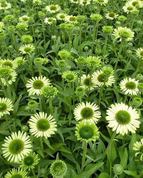 Rudbeckia pourpre Green Jewel - Echinacea - Fleurs vivaces - Echinacea purpurea Green Jewel