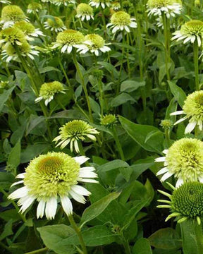 Echinacée Greenline - Fleurs vivaces - Echinacea Green Line