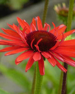 Rudbeckia pourpre Hot Lava - Echinacea - Fleurs vivaces - Echinacea purpurea Hot Lava