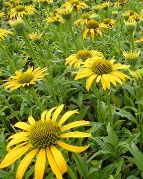 Rudbeckia pourpre Harvest Moon - Echinacea - Fleurs vivaces - Echinacea purpurea Harvest Moon