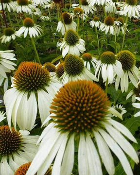 Rudbeckia pourpre Happy Star - Echinacea - Fleurs vivaces - Echinacea purpurea Happy Star