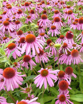 Rudbeckia Kims Knee High Echinacée pourpre - Fleurs vivaces - ECHINACEA PURPUREA KIMS KNEE HIGH