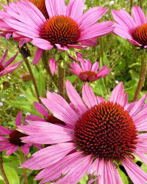 Echinacée pourpre Little Magnus - Fleurs vivaces - Echinacea purpurea Little Magnus