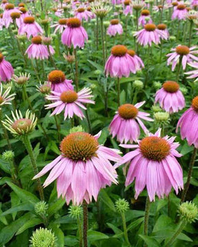 Echinacée pourpre Mistral - Fleurs vivaces - Echinacea purpurea Mistral