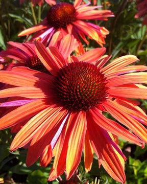 Echinacée Orange Passion - Fleurs vivaces - Echinacea Orpass ORANGE PASSION