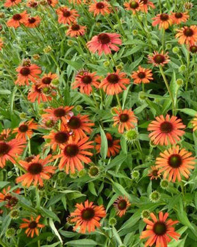 échinacea Orange Skipper - Fleurs vivaces - Echinacea purpurea Orange Skipper ( Butterfly series )