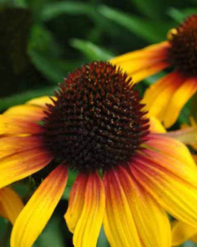 Rudbeckia pourpre Parrot - Echinacea - Fleurs vivaces - Echinacea purpurea Parrot ( FINE FEATHERED series )