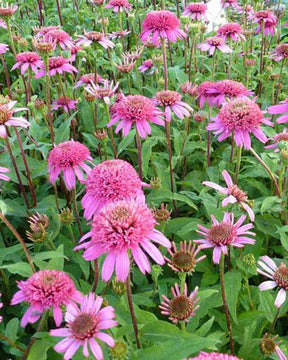 Rudbeckia pourpre Pink Double Delight - Echinacea - Fleurs vivaces - ECHINACEA PURPUREA PINK DOUBLE DELIGHT