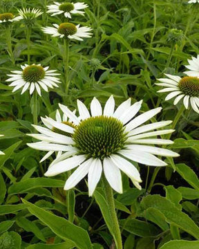 Echinacée pourpre Purity - Fleurs vivaces - Echinacea purpurea Purity