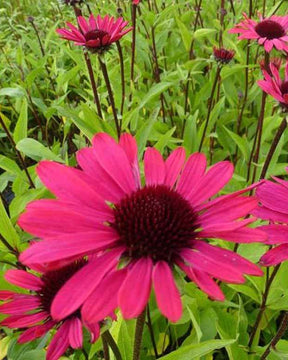 Echinacée pourpre Summer Cloud - Fleurs vivaces - Echinacea purpurea Summer Cloud