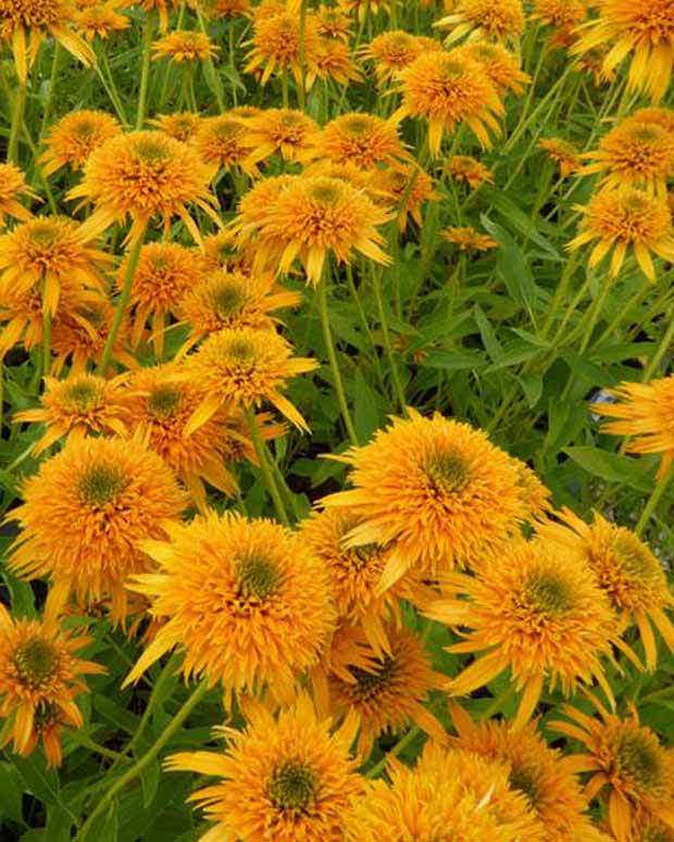 Rudbeckia Secret Glow - Echinacea - Fleurs vivaces - Echinacea purpurea Secret Glow