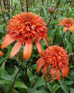 Echinacée Secret Lust - Fleurs vivaces - Echinacea Secret Lust