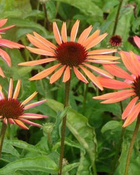 Rudbeckia pourpre Sundown - Echinacea - Fleurs vivaces - ECHINACEA PURPUREA SUNDOWN