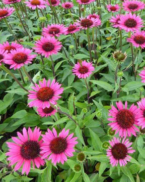 Rudbeckia pourpre Vintage Wine - Echinacea - Fleurs vivaces - ECHINACEA PURPUREA VINTAGE WINE