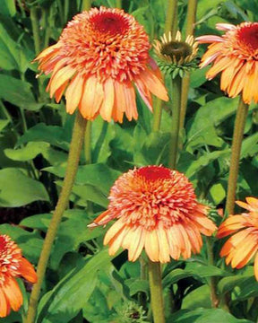 Echinacée Supreme Cantaloupe - Fleurs vivaces - Echinacea SUPREME™ CANTALOUPE ( SUPREME™ series )