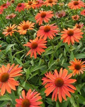 Echinacée Summer Fire - Fleurs vivaces - Echinacea Summer Fire