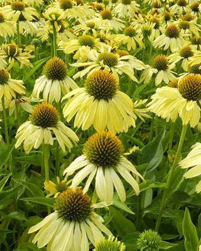 Rudbeckia Sunrise - Echinacea - Fleurs vivaces - Echinacea purpurea Sunrise