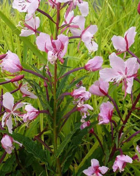 Épilobe en épis rose Stahl Rose - Fleurs vivaces - EPILOBIUM ANGUSTIFOLIUM STAHL ROSE