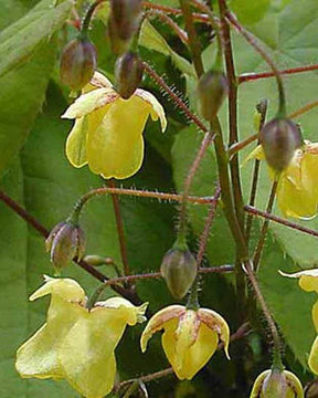 Fleur des elfes davidii - Fleurs vivaces - EPIMEDIUM DAVIDII