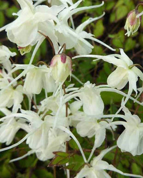 Epimedium Bandit - Fleurs vivaces - Epimedium grandiflorum Bandit