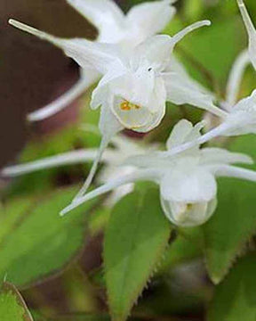 Fleur des elfes Creeping Yellow - Fleurs vivaces - Epimedium Creeping Yellow