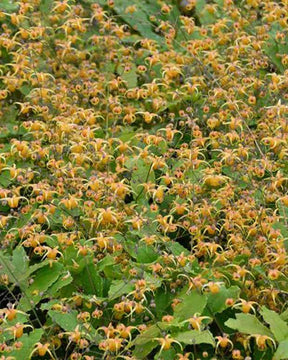 Epimedium Amber Queen - Fleurs vivaces - Epimedium Amber Queen