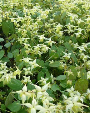 Fleur des elfes Flowers of Sulphur - Fleurs vivaces - Epimedium Flowers of Sulphur