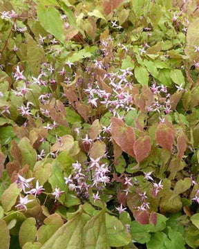 Fleur des elfes Pink Elf - Fleurs vivaces - Epimedium Pink Elf