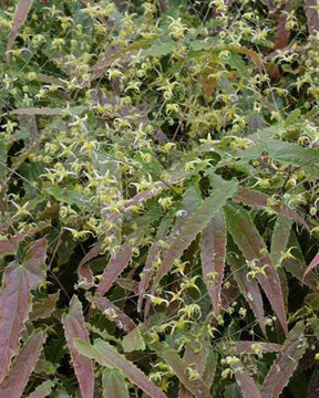 Fleur des elfes Spine Tingler - Fleurs vivaces - Epimedium Spine Tingler SPHINX TWINKLER