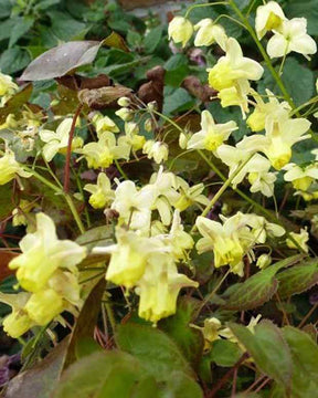 Fleur des elfes Black Sea - Fleurs vivaces - EPIMEDIUM PINNATUM BLACK SEA