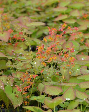 Epimedium pubigerum Orangekönigin - Fleurs vivaces - Epimedium pubigerum Orangekönigin