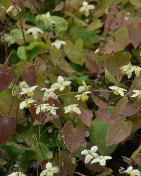 Fleur des elfes Neosulphureum - Fleurs vivaces - Epimedium x versicolor Neosulphureum