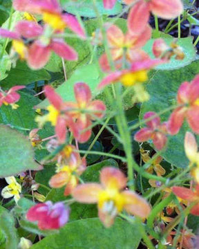 Fleur des elfes hybride warleyense - Fleurs vivaces - EPIMEDIUM WARLEYENSE