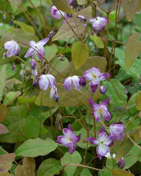 Epimedium Merlin - Fleurs vivaces - EPIMEDIUM YOUNGIANUM MERLIN