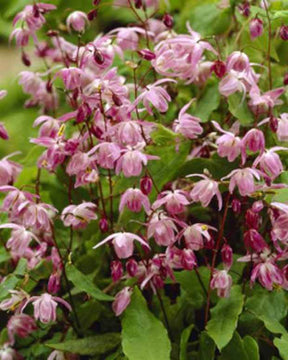 Fleur des elfes Roseum - Fleurs vivaces - EPIMEDIUM YOUNGIANUM ROSEUM