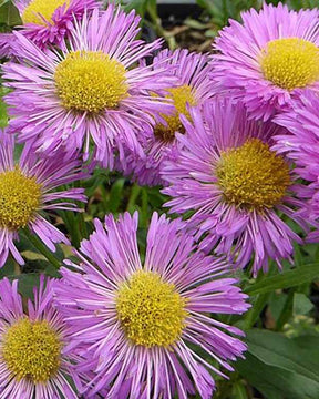 Erigeron Foersters Liebling - Fleurs vivaces - Erigeron Foersters Liebling