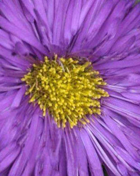 Vergerette Schwarzes Meer - Fleurs vivaces - Erigeron Schwarzes Meer