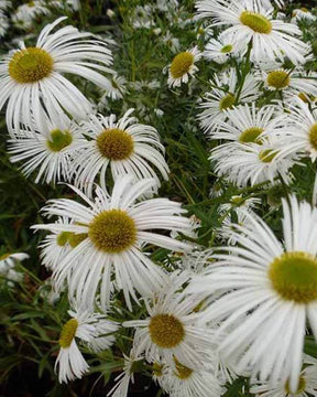 Vergerette Sommerneuschnee - Fleurs vivaces - Erigeron Sommerneuschnee