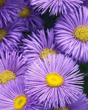 Vergerette Strahlenmeer - Fleurs vivaces - Erigeron Strahlenmeer