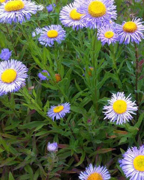 3 Vergerettes Grandiflorus - Fleurs vivaces - Erigeron speciosus Grandiflorus