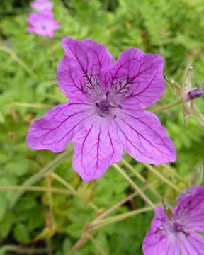 Bec de grue de Manescaut - Fleurs vivaces - ERODIUM MANESCAVII