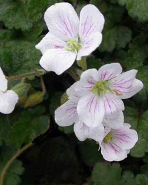 3 Erodiums reichardii Album - Fleurs vivaces - ERODIUM REICHARDII ALBUM