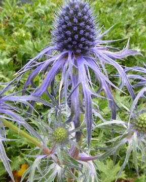 Panicaut de Bourgat Pen Blue - Fleurs vivaces - Eryngium bourgatii Pen Blue