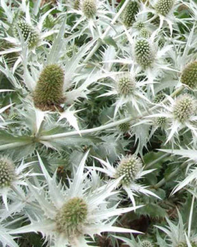 Panicaut géant Silver Ghost - Fleurs vivaces - Eryngium giganteum Silver Ghost